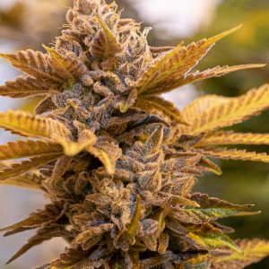 Alien Candy Kush Fast
