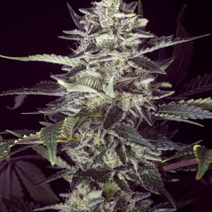 Brain Stroke Auto