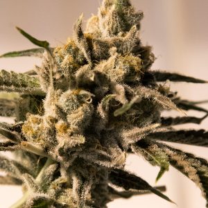 Cherry Pie Fast