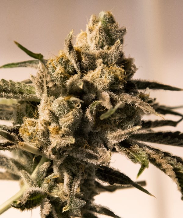 Cherry Pie Fast