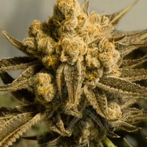 Critical Glue #4 Auto