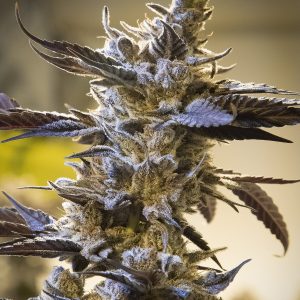 Ghost Train Og Auto