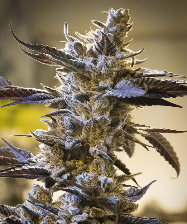 Ghost Train Og Auto
