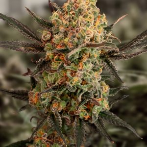 Gorilla Cookies Auto