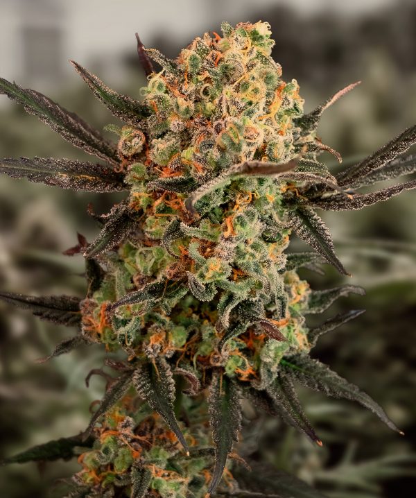 Gorilla Cookies Auto