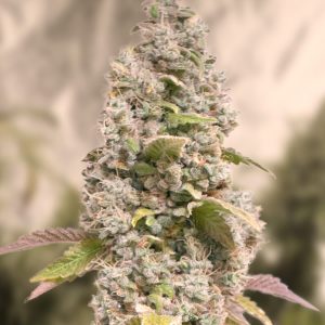 Gorilla Cookies Fast