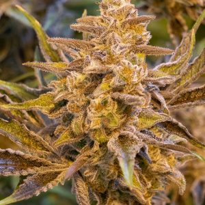 High Voltage Auto