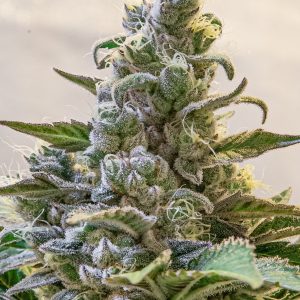 Lemon Cake Auto