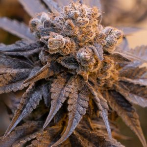 Purple Punch Auto