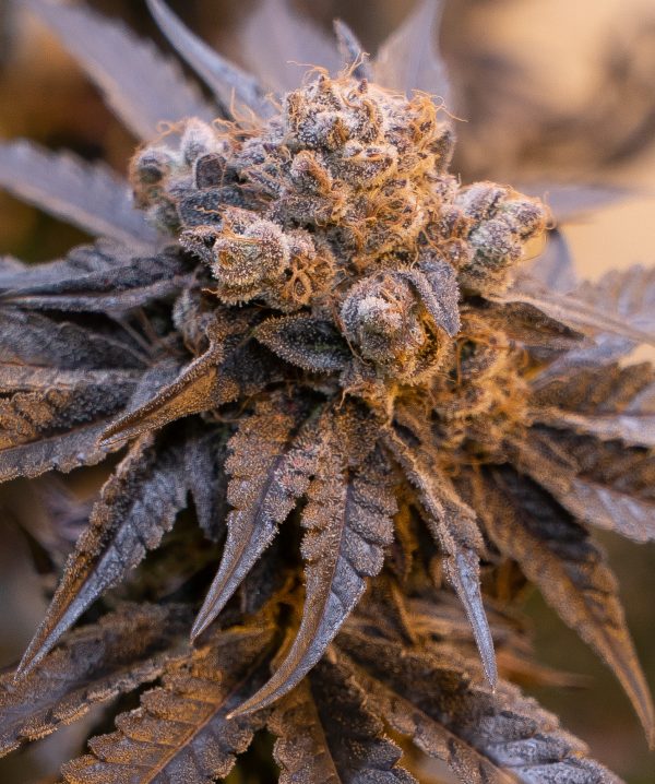 Purple Punch Auto