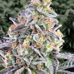 Cherry Pie Auto
