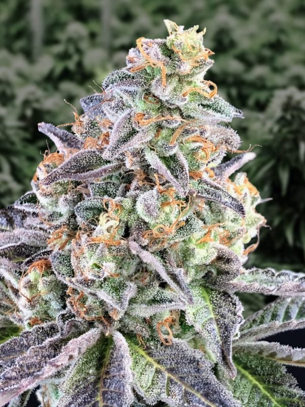 Cherry Pie Auto