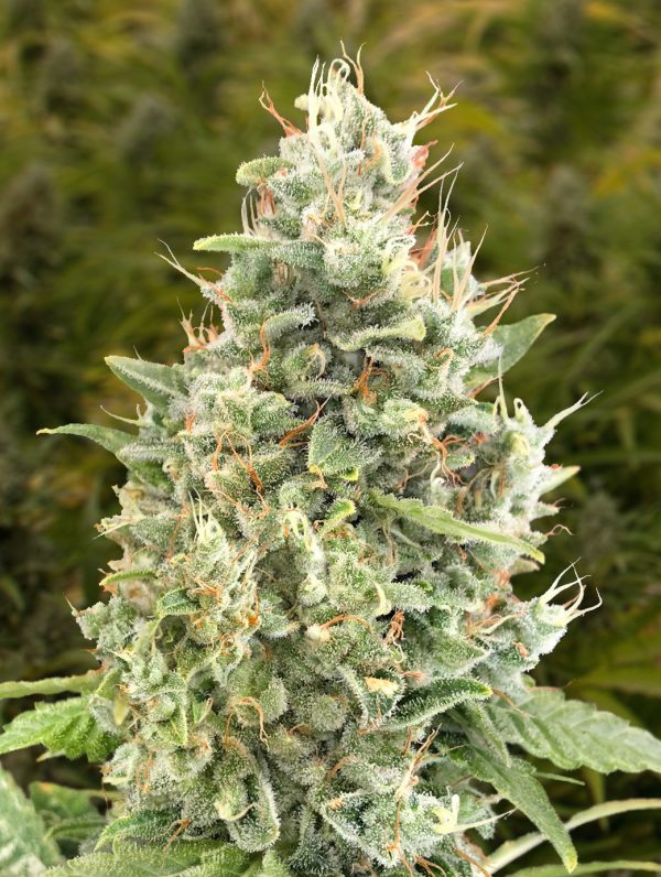 Gorilla Zkittlez Auto