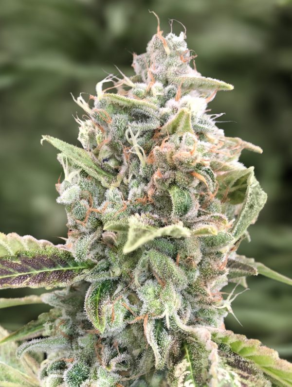 Grateful Dead Auto