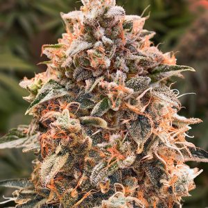 Super Glue #4 Auto