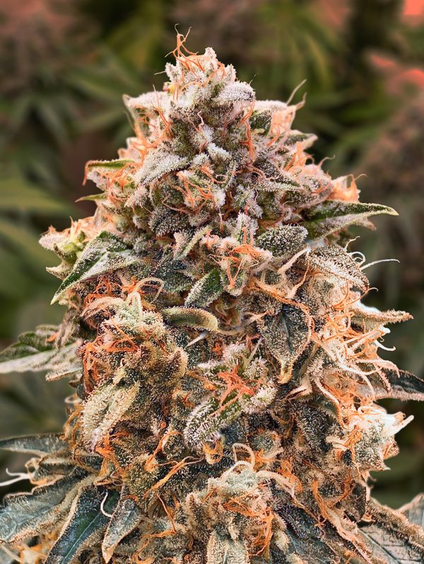 Super Glue #4 Auto
