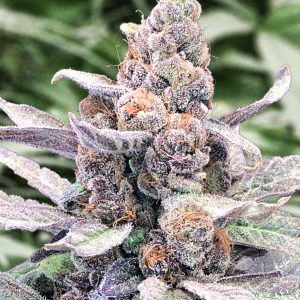 Wedding Crasher Auto