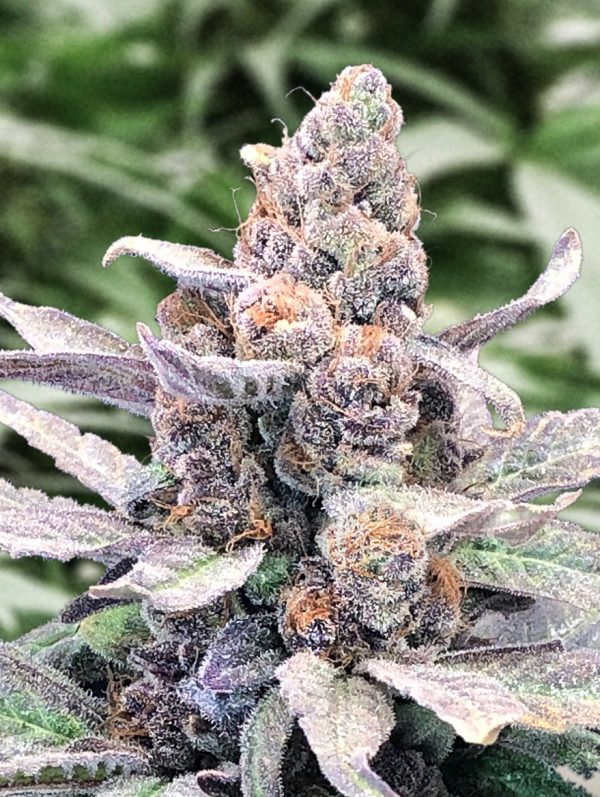 Wedding Crasher Auto