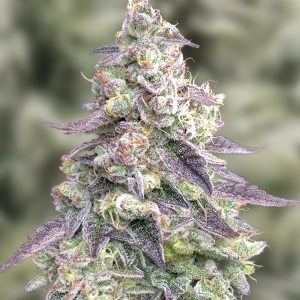 #9 Pound Hammer Auto