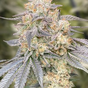 Gorilla Zkittlez Fast